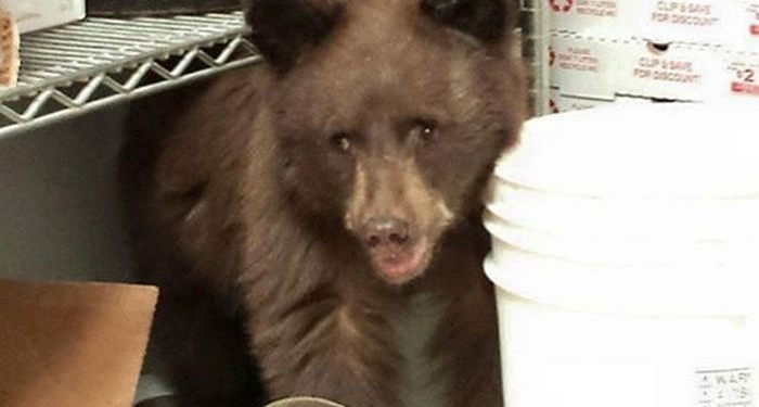 Смелый медвежонок забрался на кухню американского ресторана и уснул