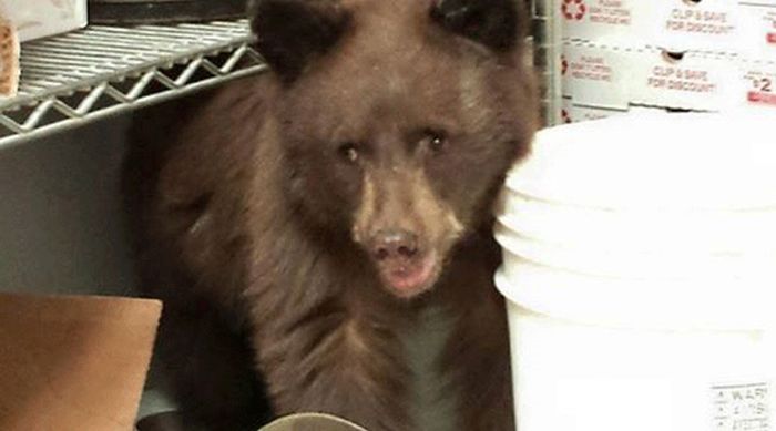 Смелый медвежонок забрался на кухню американского ресторана и уснул 5