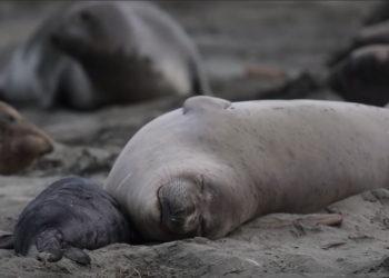А все из-за шатдауна. В Калифорнии морские слоны захватили пляж, кафе и парковку