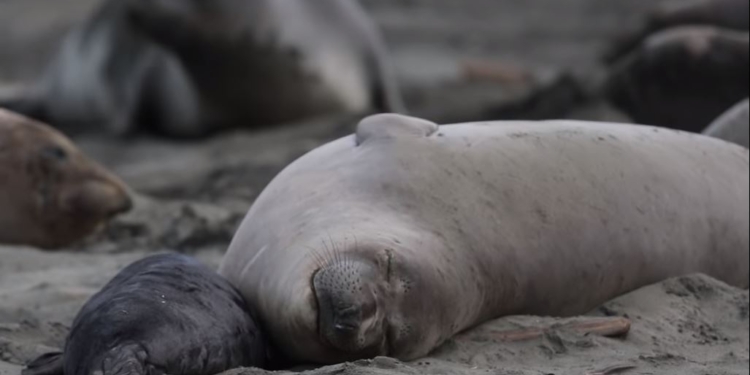 А все из-за шатдауна. В Калифорнии морские слоны захватили пляж, кафе и парковку