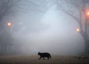 Завтра в Украине без существенных осадков, температура до +9