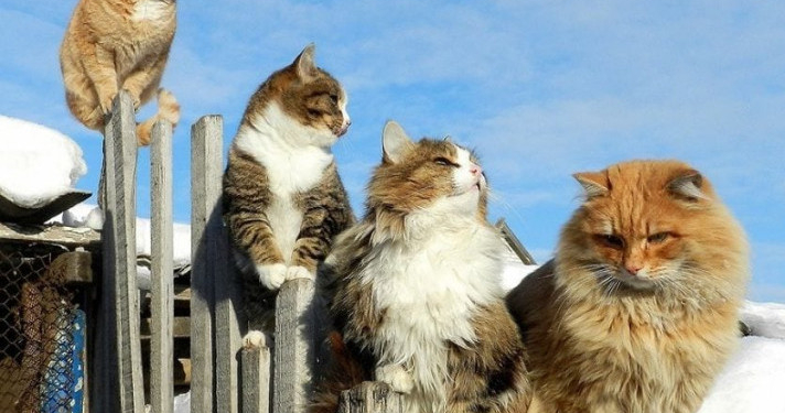 Завтра в Украине без осадков, температура до +8