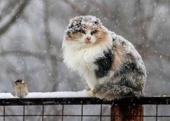 Завтра в Украине мокрый снег с дождем, температура до +7