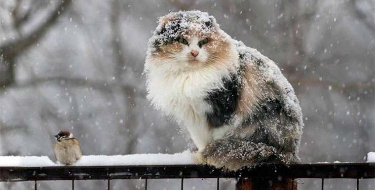 Завтра в Украине мокрый снег с дождем, температура до +7