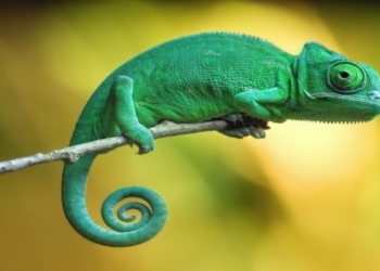 Ученые выяснили, что язык хамелеона движется быстрее суперкара Tesla