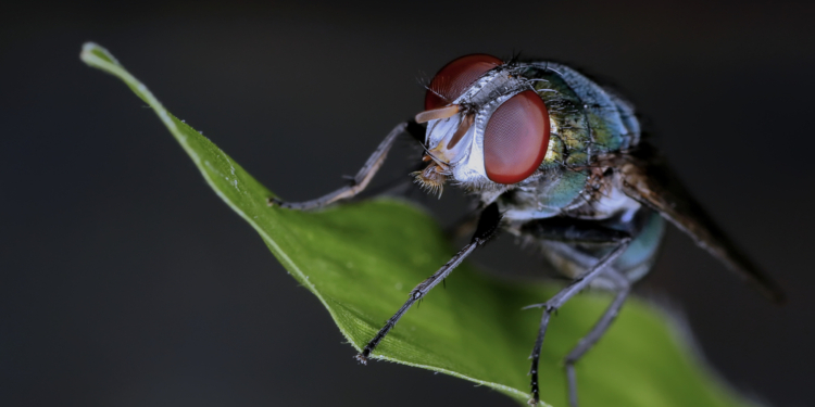 Ученые нашли существо, способное обходиться без сна