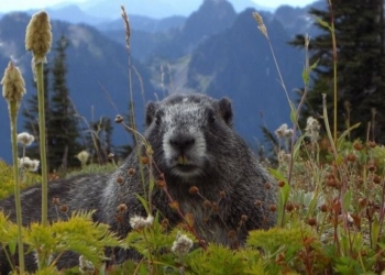 Сурок Тимка ІІІ не согласен с синоптиками: нас ждет теплая весна
