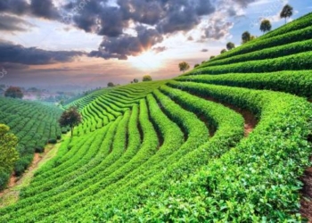 Может, и у нас бы рос? На Закарпатье восстанавливают заброшенную плантацию чая