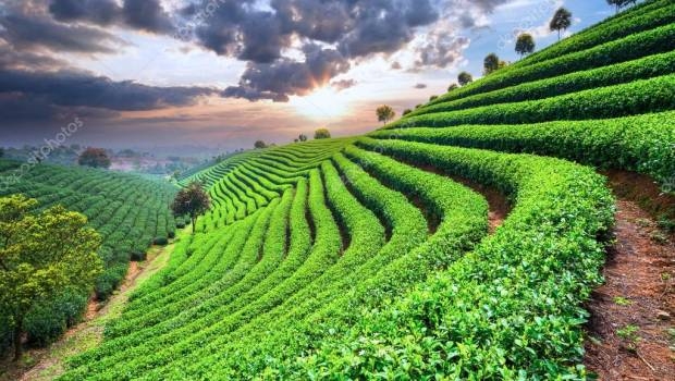 Может, и у нас бы рос? На Закарпатье восстанавливают заброшенную плантацию чая