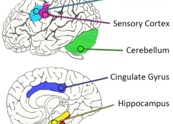 Ученые нашли «невосприимчивый» к болезни Альцгеймера участок мозга