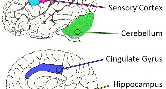Ученые нашли «невосприимчивый» к болезни Альцгеймера участок мозга