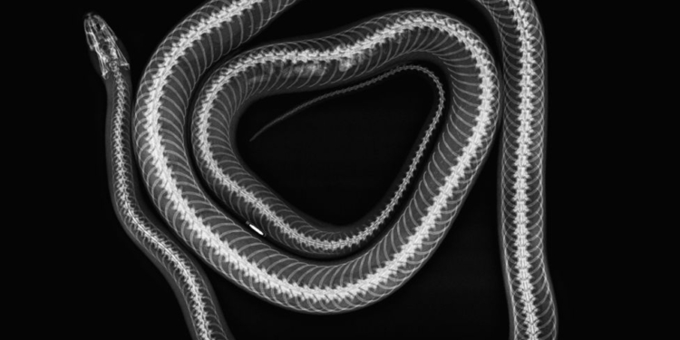 Ящерицы и черепаха: Лондонский зоопарк показал рентгеновские снимки животных