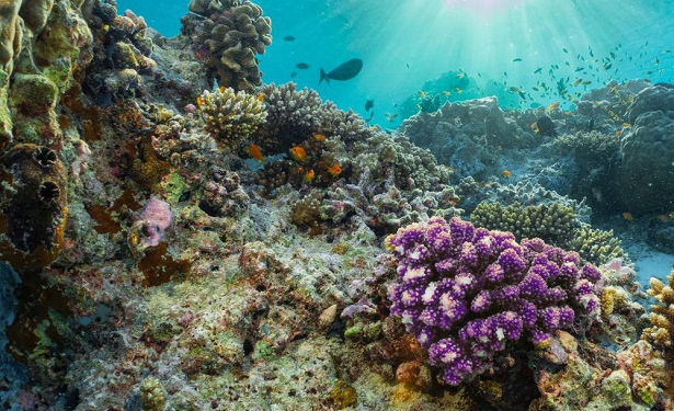 У юго-восточного побережья Италии впервые был найден коралловый риф