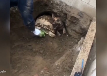 Как в Калифорнии собаку и черепаху из одного туннеля доставали