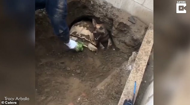 Как в Калифорнии собаку и черепаху из одного туннеля доставали