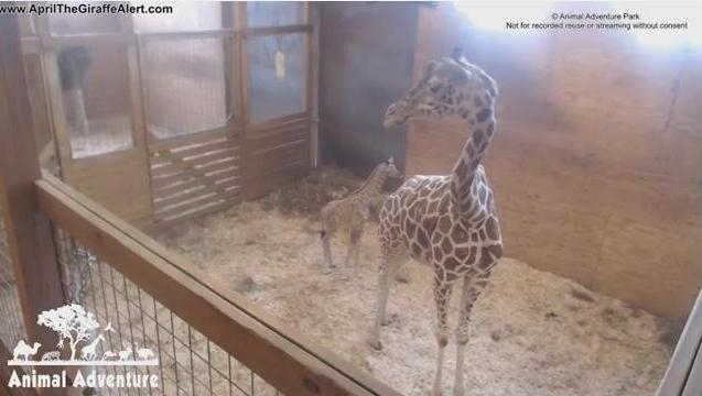 300 тысяч человек по всему миру смотрели, как в Нью-Йоркском зоопарке рождается жираф