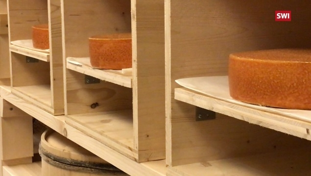 Эксперимент: в Швейцарии решили «обработать» вызревающий сыр музыкой Led Zeppelin