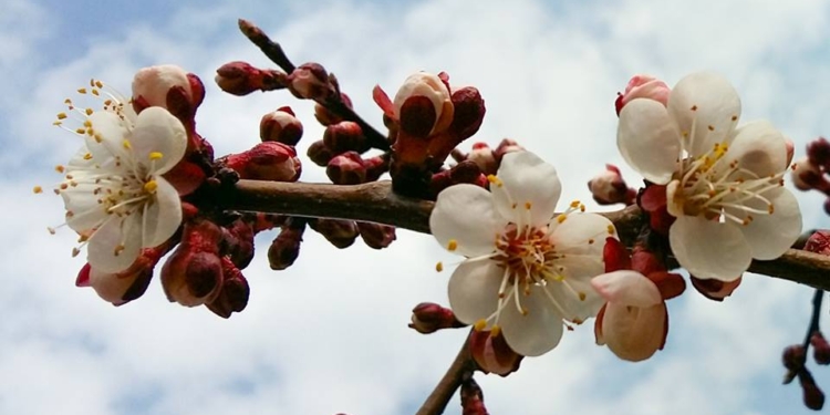 Совсем рядом с нами: в Татарбунары пришла весна – зацвела абрикоса