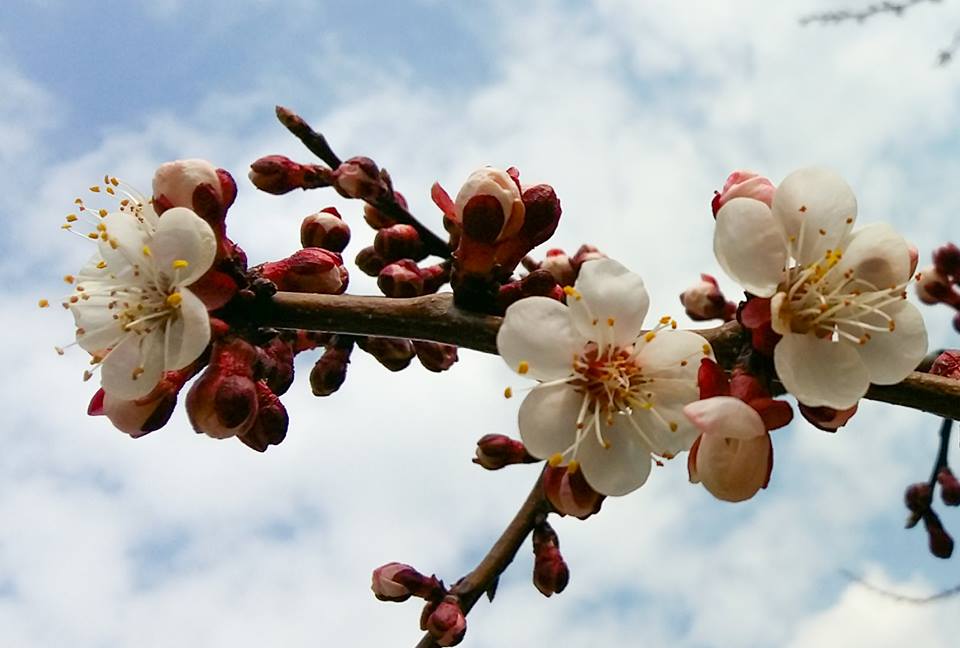 Совсем рядом с нами: в Татарбунары пришла весна – зацвела абрикоса 1