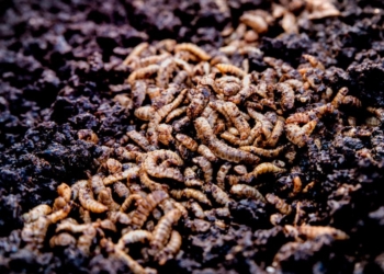 И ведь это кто-то же смотрит: в Финляндии запустили веб-трансляцию о жизни личинок мух