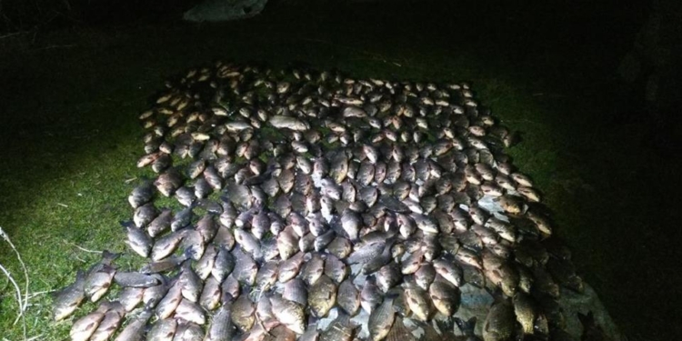 Под Себино двое мужчин сетями выловили почти 100 кг карасей