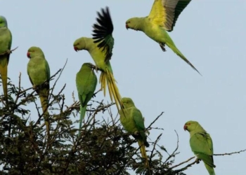 В Индии фермеров терроризируют попугаи-наркоманы