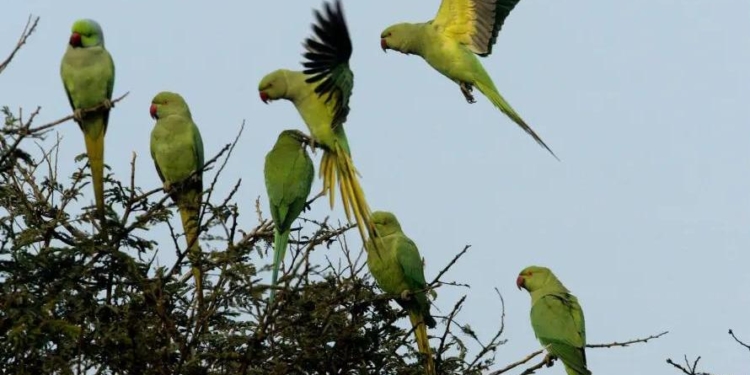 В Индии фермеров терроризируют попугаи-наркоманы
