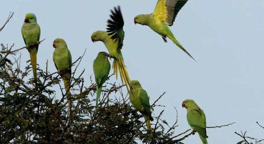 В Индии фермеров терроризируют попугаи-наркоманы 1