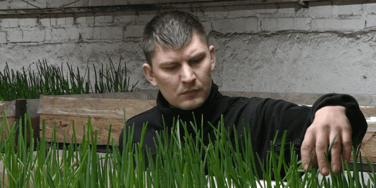 Ветеран АТО из Запорожья основал предприятие по выращиванию зелени на гидропонике