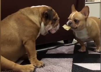 Да он же, гад, дразнится! Как французский бульдог английскому бульдогу предлагал угоститься