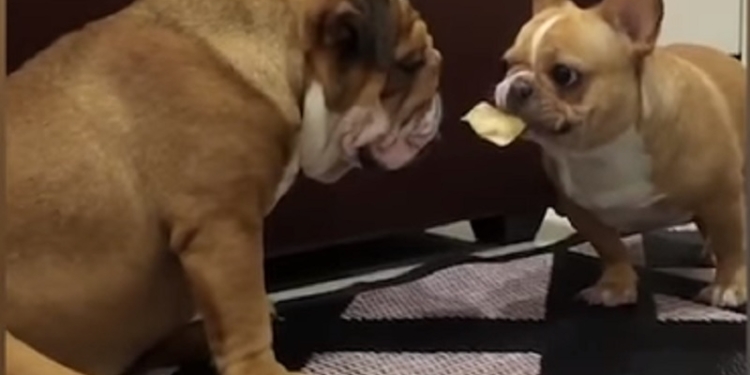 Да он же, гад, дразнится! Как французский бульдог английскому бульдогу предлагал угоститься
