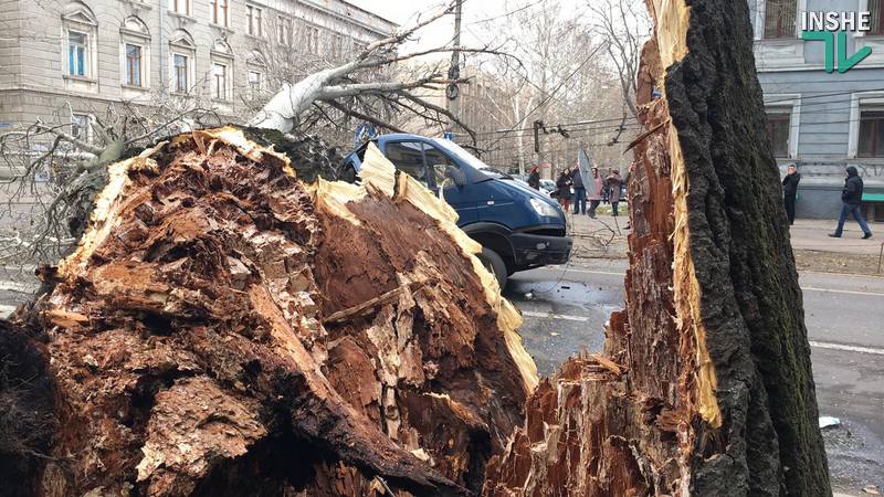 В Николаеве тополь рухнул прямо на проезжую часть – под ним оказалась машина 20