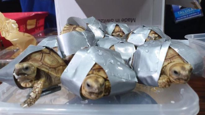 В аэропорту Филиппин обнаружили более 1,5 тыс. обмотанных скотчем черепах 3