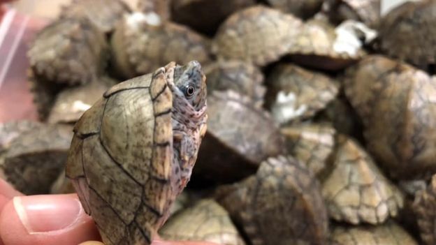 В аэропорту Филиппин обнаружили более 1,5 тыс. обмотанных скотчем черепах 1