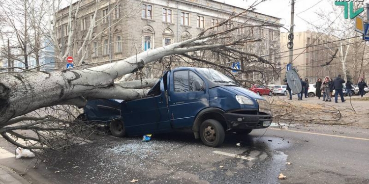 В Николаеве тополь рухнул прямо на проезжую часть – под ним оказалась машина