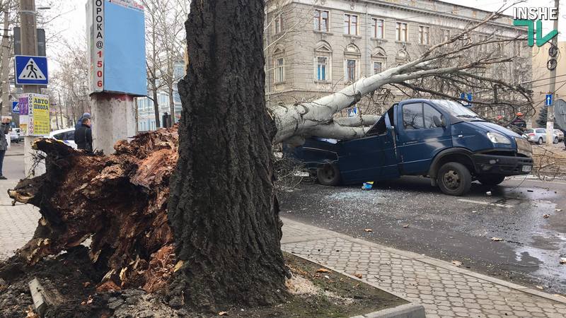 В Николаеве тополь рухнул прямо на проезжую часть – под ним оказалась машина 24