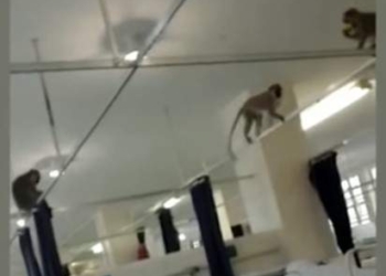 Мартышки в ЮАР захватили больницу и объедают лежачих больных