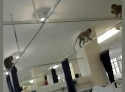 Мартышки в ЮАР захватили больницу и объедают лежачих больных