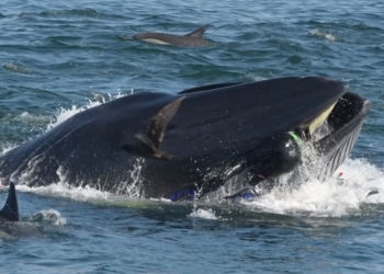 Повезло, что не акула. Кит проглотил дайвера, а потом – выплюнул