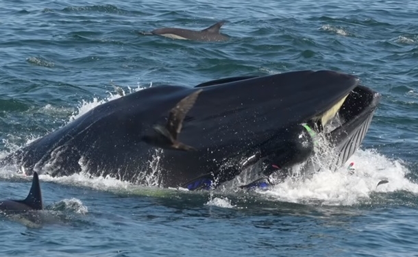 Повезло, что не акула. Кит проглотил дайвера, а потом – выплюнул