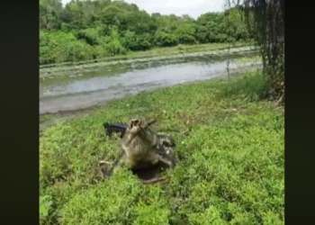 Рыбак и крокодил не поделили добычу. Угадайте, кто победил