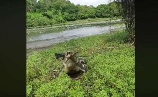 Рыбак и крокодил не поделили добычу. Угадайте, кто победил