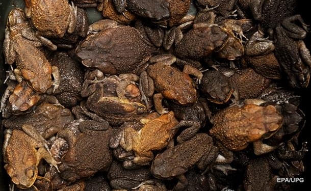 Тысячи ядовитых жаб “атакуют” город в США