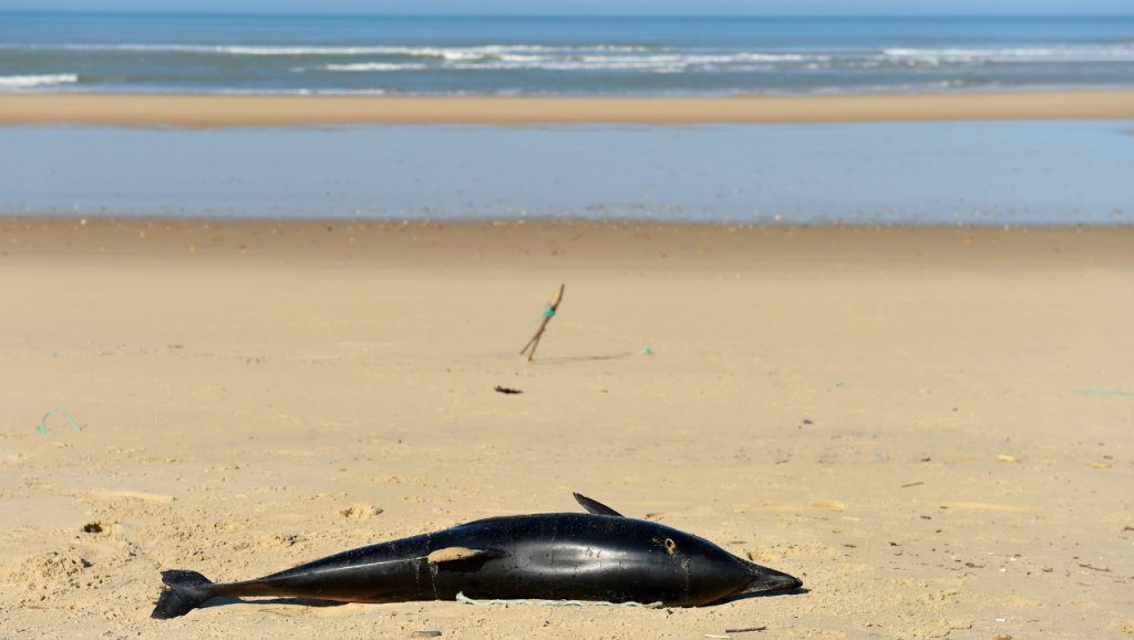 На побережье Франции зафиксировали рекордную гибель дельфинов 1