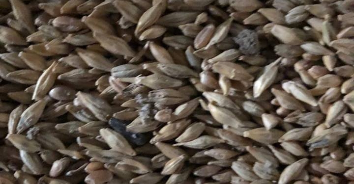 Николаевские таможенники не дали вывезти ячменя на почти 5 млн.грн.