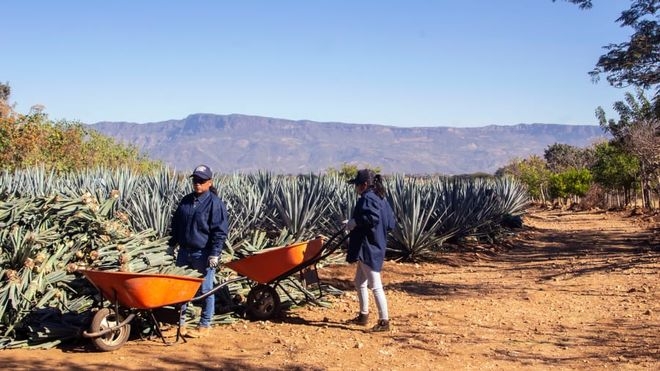Женщины и текила. Без них и текилы бы не было