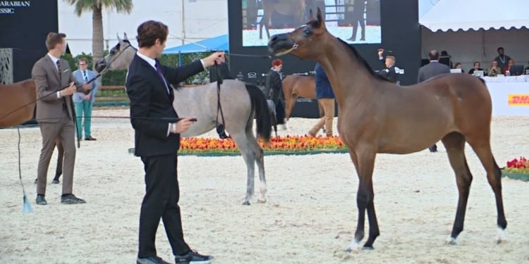 Фестиваль арабских скакунов прошёл в Саудовской Аравии