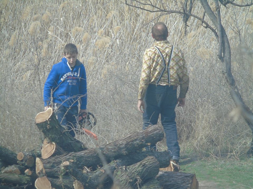 Когда даже депутат горсовета ничего не может сделать: в Николаеве безнаказанно пилят деревья на дрова 9