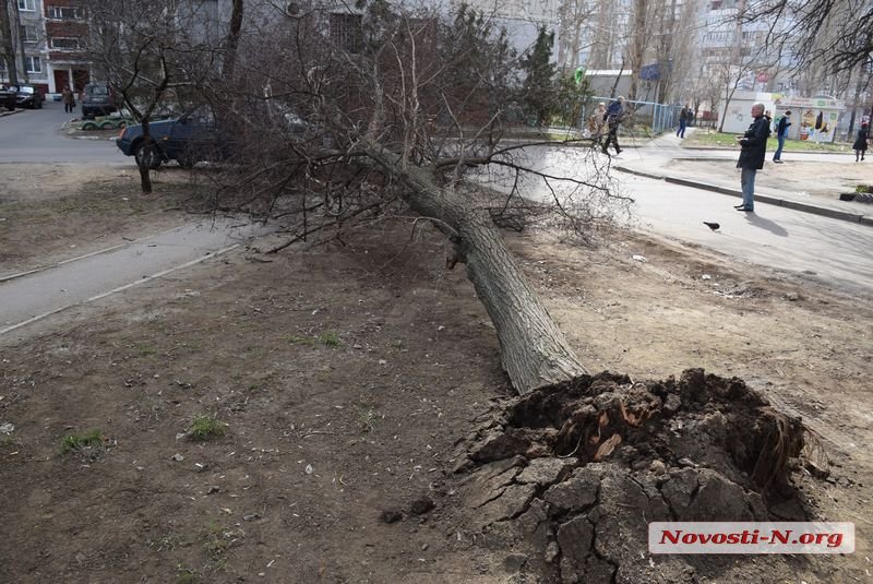 На Намыве в нескольких метрах от детской площадки на машину упало дерево 1