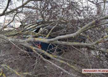 На Намыве в нескольких метрах от детской площадки на машину упало дерево